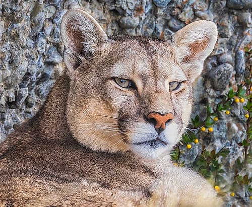 Torres del Paine puma face, Chile Animals Print